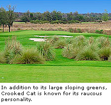 Crooked Cat